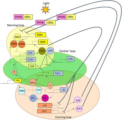 Role of Circadian Rhythms in Major Plant Metabolic and Signaling Pathways